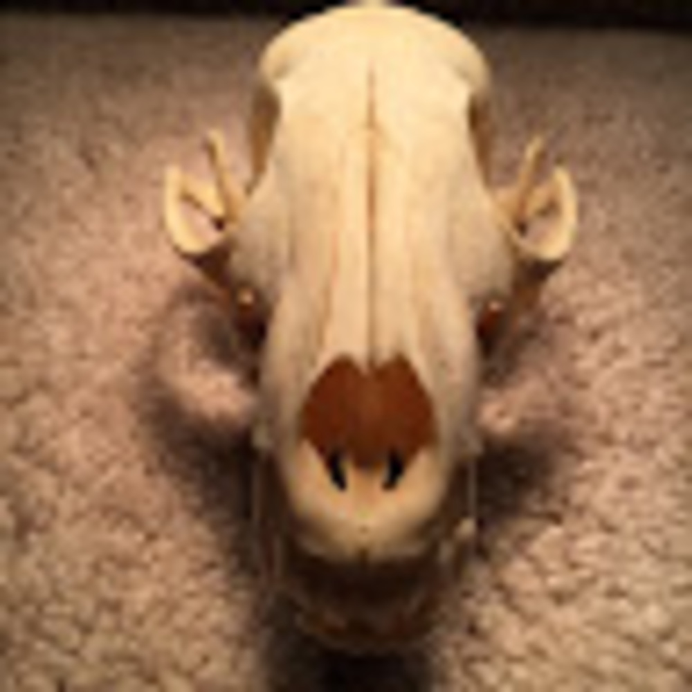 Meet your Posher, Baby_yoda_soda